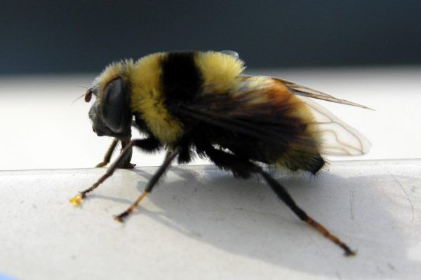 11057405 10207259853717575 1941934371029475867 O 10207259853717575