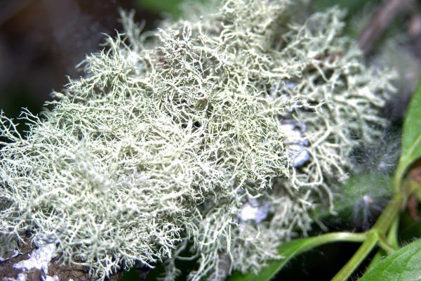 11061770 10207259849717475 1832690137935733976 O 10207259849717475