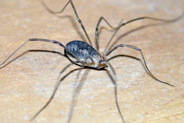 11163159 10207259837717175 8981482766871442057 O 10207259837717175