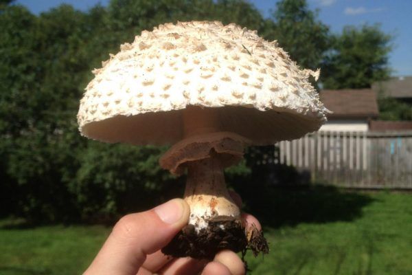 11856364 10207259722954306 3808738496018140870 O 10207259722954306