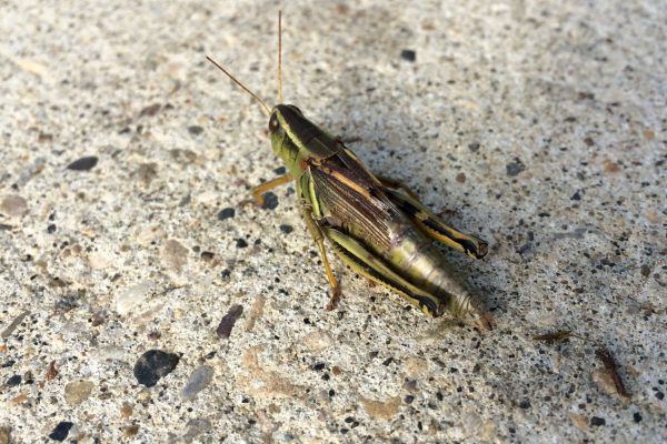 11865325 10207259713394067 7861874494850234961 O 10207259713394067