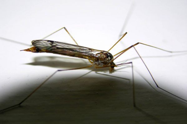 11872129 10207259773675574 1582152229690037410 O 10207259773675574