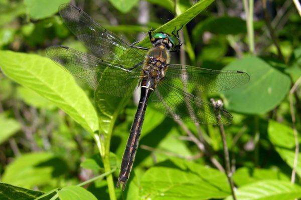 11872262 10207259848197437 1642116501271189484 O 10207259848197437