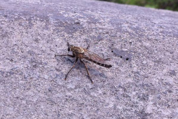 11884947 10207259864597847 7182456381154960991 O 10207259864597847