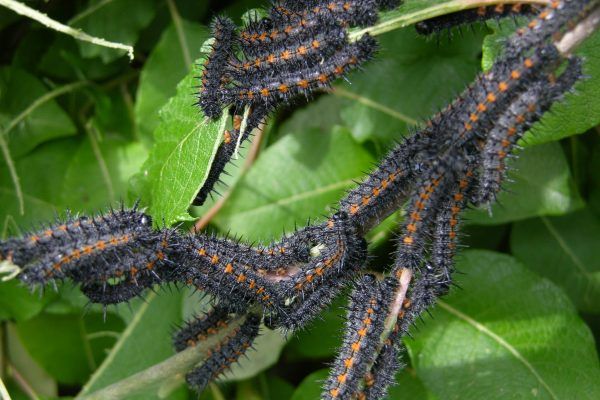 11886193 10207259816116635 3447525738739585861 O 10207259816116635