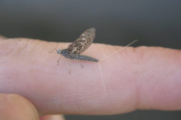 11890374 10207259720874254 6705666158936013096 O 10207259720874254