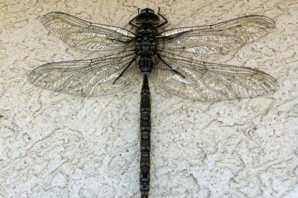 11893912 10207259777675674 3600616531320300140 O 10207259777675674