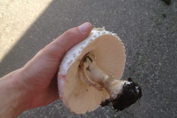 11896230 10207259723234313 2553476379394457518 O 10207259723234313