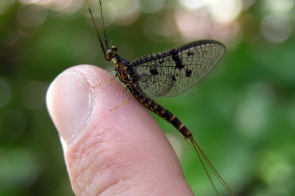 11930818 10207259849157461 6270189378406668063 O 10207259849157461