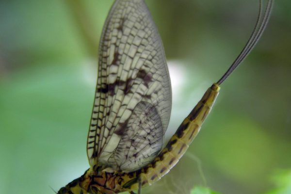 11930967 10207259846157386 5125213252994605513 O 10207259846157386