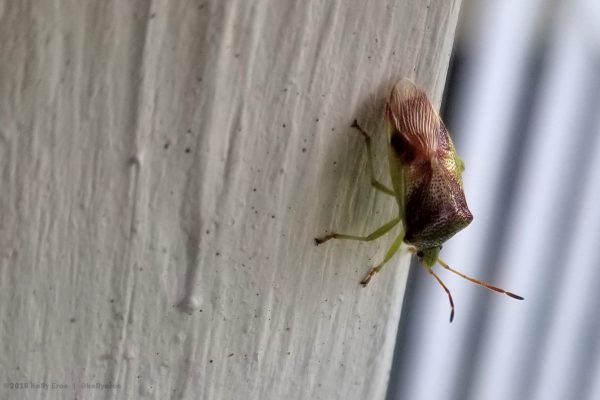 39799526 10216547402260484 7764107484440035328 N 10216547402180482