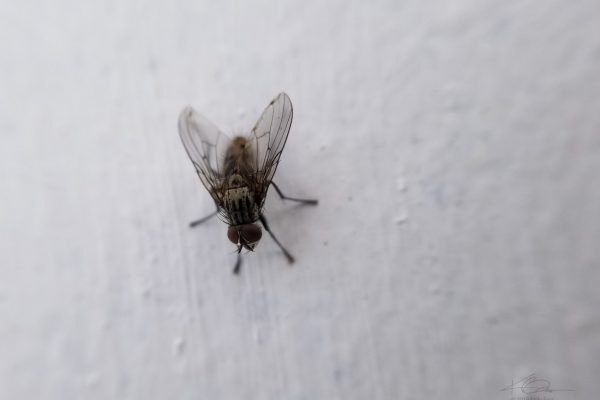 67386995 10219101349747575 8221984258420375552 N 10219101349707574