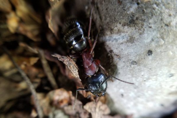 67657887 10219180615529170 4863919114030153728 N 10219180615489169