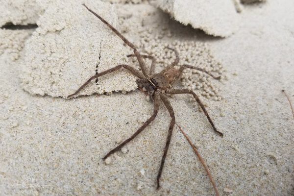 67757362 10219092267480524 8381719456572768256 N 10219092267440523