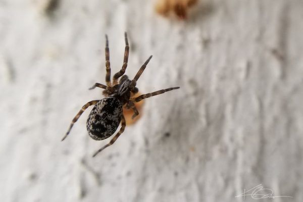 67976893 10219180614769151 6181316906633396224 N 10219180614729150