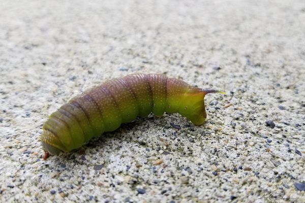 68280045 10219121134722187 7763464678159679488 N 10219121134682186