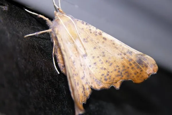 10333548 10207259838597197 7658559995706812204 O 10207259838597197