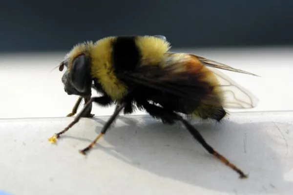 11057405 10207259853717575 1941934371029475867 O 10207259853717575