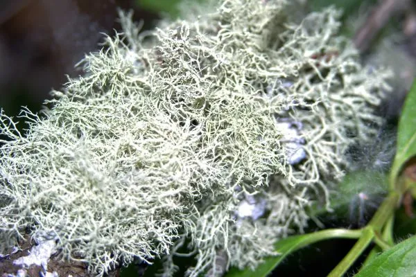 11061770 10207259849717475 1832690137935733976 O 10207259849717475