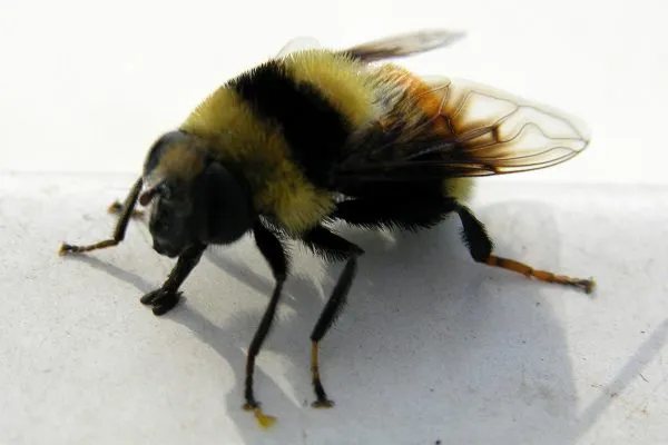 11145220 10207259854157586 4920231722218918887 O 10207259854157586