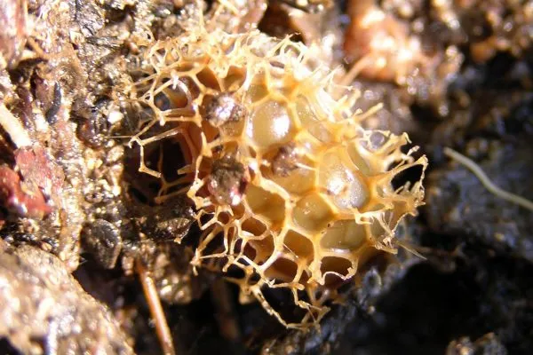 11850467 10207259848237438 60162409934915678 O 10207259848237438