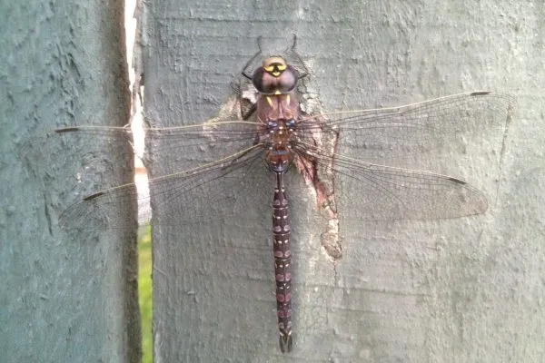 11865004 10207259723794327 9206511823755294728 O 10207259723794327