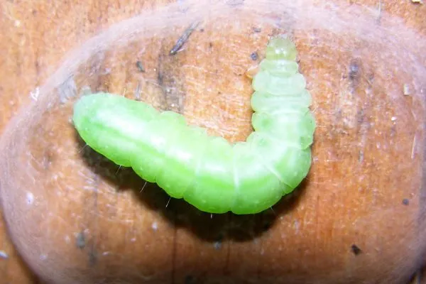 11865046 10207259837757176 8091812253929874479 O 10207259837757176