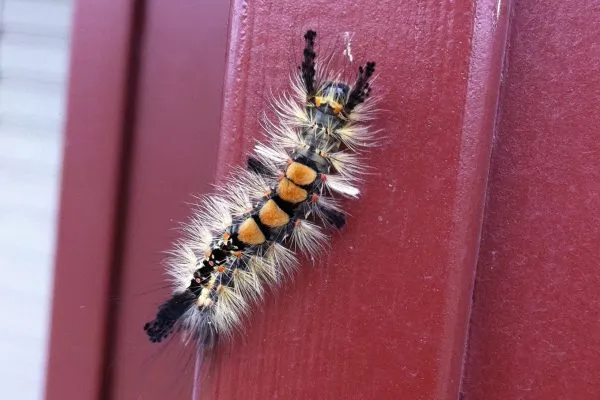 11884725 10207259863557821 9029480149380278926 O 10207259863557821