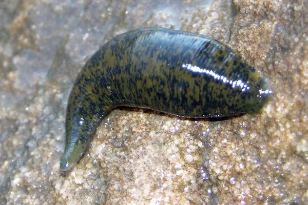 11885758 10207259851957531 7846838727549939658 O 10207259851957531