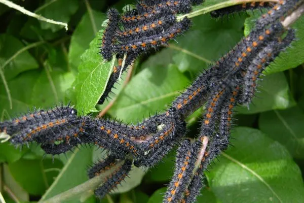 11886193 10207259816116635 3447525738739585861 O 10207259816116635