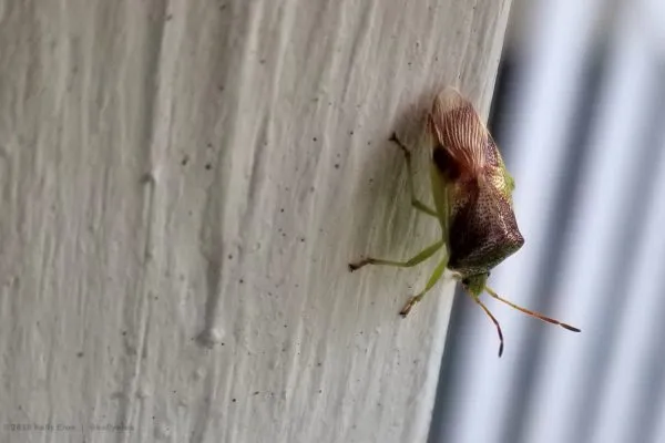 39799526 10216547402260484 7764107484440035328 N 10216547402180482