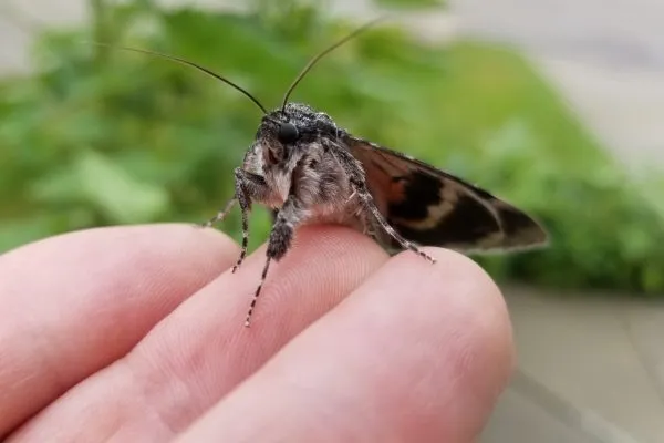 61508496 10218639826929793 4832395282438160384 N 10218639826889792