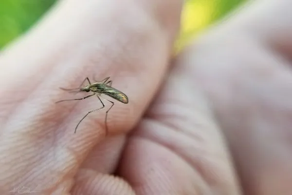 67189059 10219057065120487 6526607894702456832 N 10219057065040485