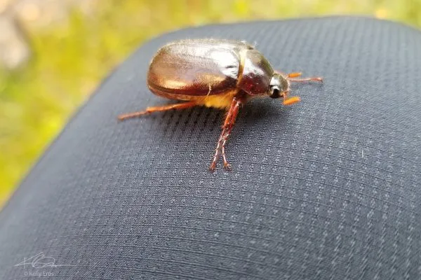 67401591 10219092267600527 9016054936139464704 N 10219092267560526