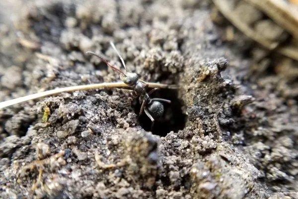 67685537 10219121134282176 1920567232828538880 N 10219121134202174