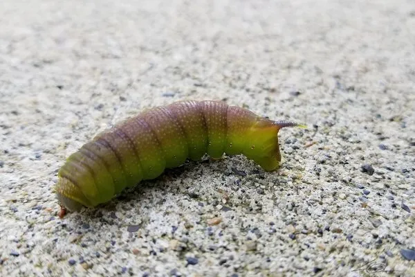 68280045 10219121134722187 7763464678159679488 N 10219121134682186