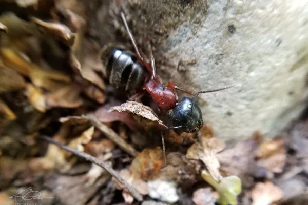 68587618 10219180615169161 3003482269454172160 N 10219180615129160