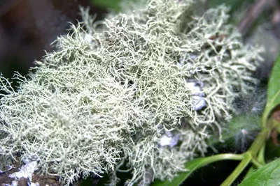 11061770 10207259849717475 1832690137935733976 O 10207259849717475