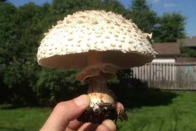 11856364 10207259722954306 3808738496018140870 O 10207259722954306