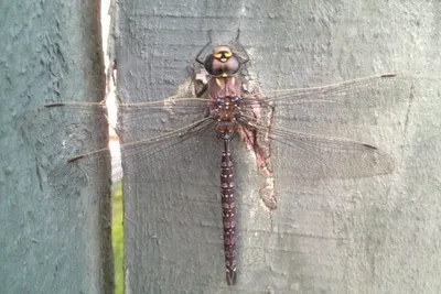 11865004 10207259723794327 9206511823755294728 O 10207259723794327