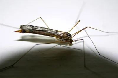 11872129 10207259773675574 1582152229690037410 O 10207259773675574