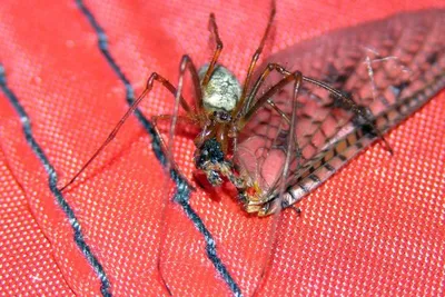 11888653 10207259854517595 2108674766597969992 O 10207259854517595