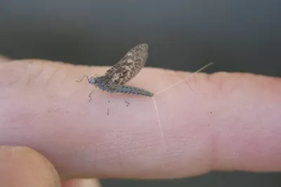 11890374 10207259720874254 6705666158936013096 O 10207259720874254