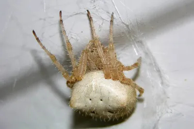 11893904 10207259861117760 6440284717493809512 O 10207259861117760