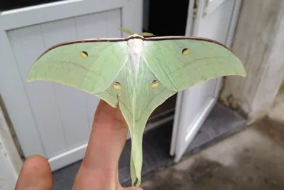 11895300 10207259882158286 6064085033254686679 O 10207259882158286