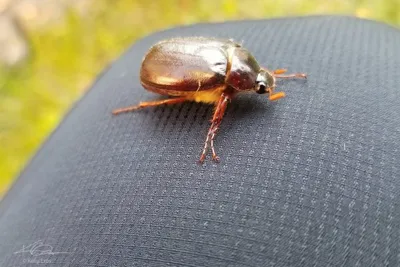 67401591 10219092267600527 9016054936139464704 N 10219092267560526